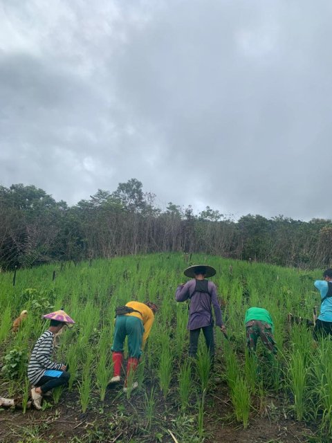 Aktivitas merumput di Ladang