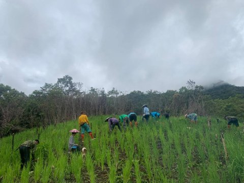 Aktivitas merumput di Ladang